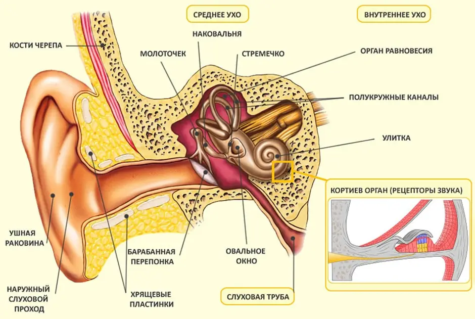 Органом слуха человека является. Схема строения наружного среднего и внутреннего уха. Схема внутреннего уха ушной раковины. Схема строения внутреннего уха. Анатомия строение Гуха.