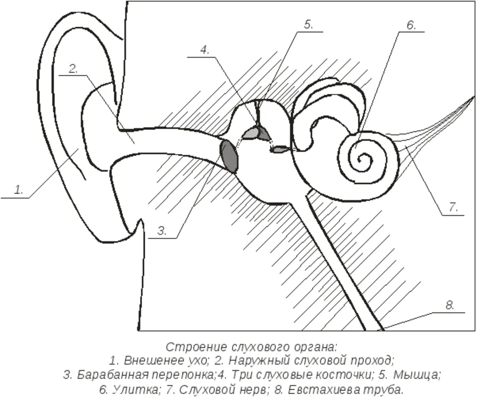 Рисунок строение уха. Строение слухового анализатора рисунок. Слуховой аппарат схема уха.