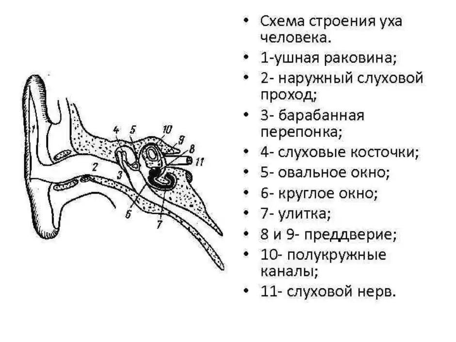 Строение уха картинка