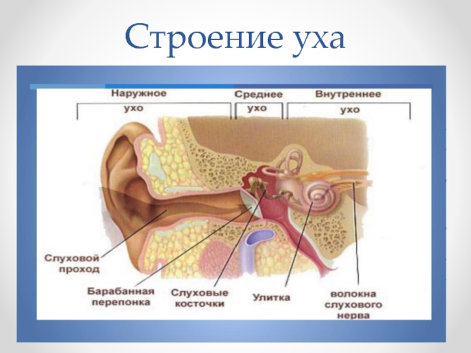 Урок орган слуха. Структура уха человека схема. Строение уха человека схема с описанием и функции. Схема строения уха человека биология 8 класс. Строение уха человека схема.