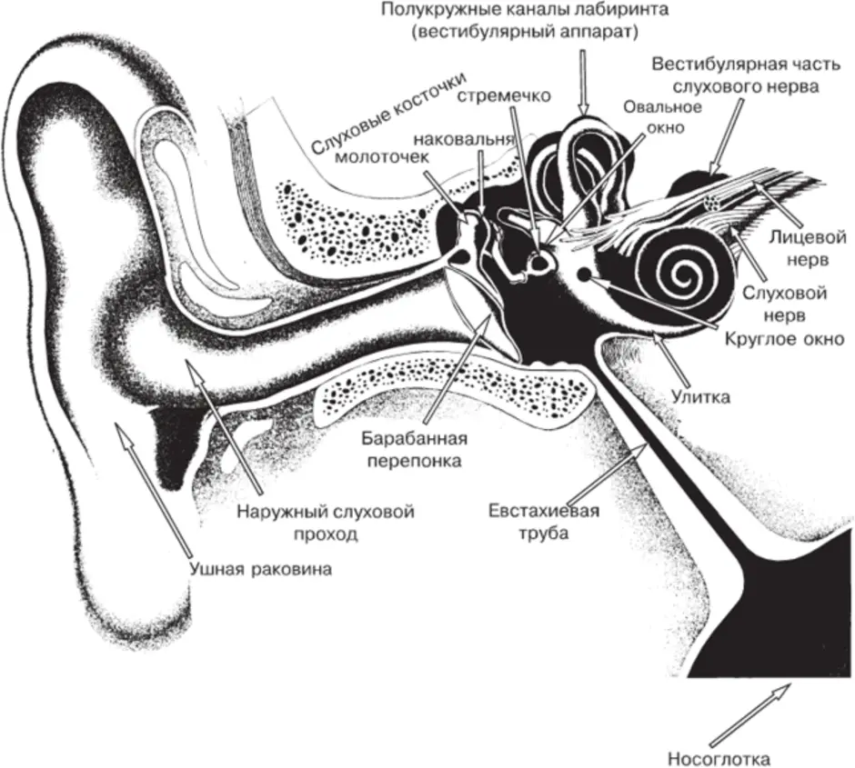 Строение слухового органа человека. Слуховой аппарат строение анатомия. Строение ушной раковины и внутреннего уха. Строение среднего уха схема. Строение уха человека схема внутри.