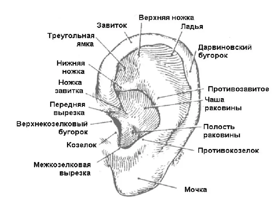 Ухо строение анатомия рисунок