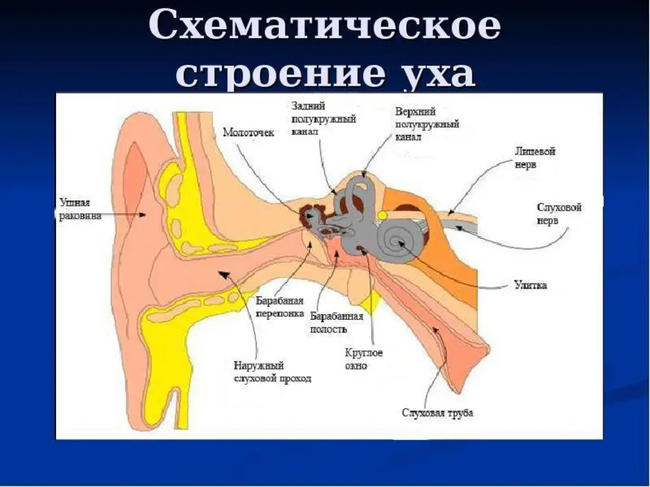 Строение уха картинка с подписями