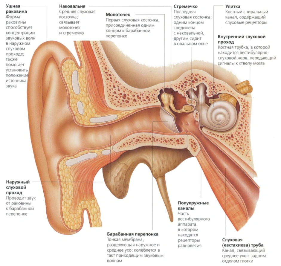 Строение внутреннего уха человека фото