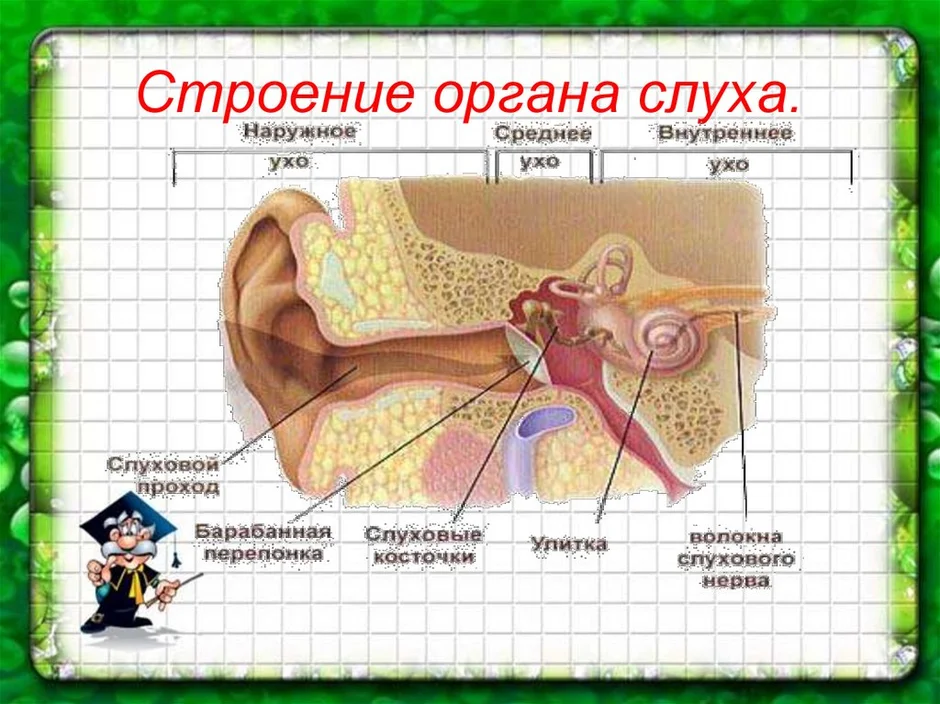 Строение органа слуха рисунок биология 8 класс