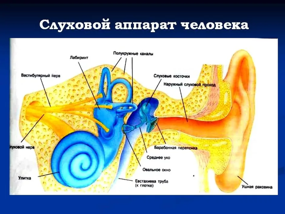 Анатомия уха человека в картинках у взрослого