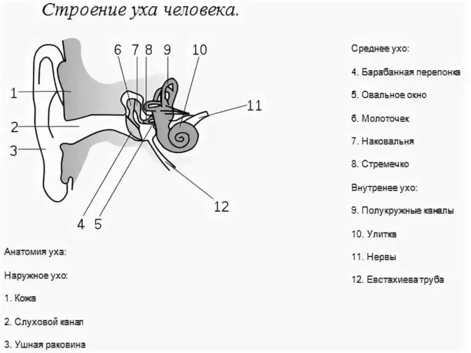 Внутреннее ухо человека расположено в кости. Схема строения наружного среднего и внутреннего уха. Структура уха человека схема. Строение среднего и внутреннего уха рисунок. Строение среднего уха схема.