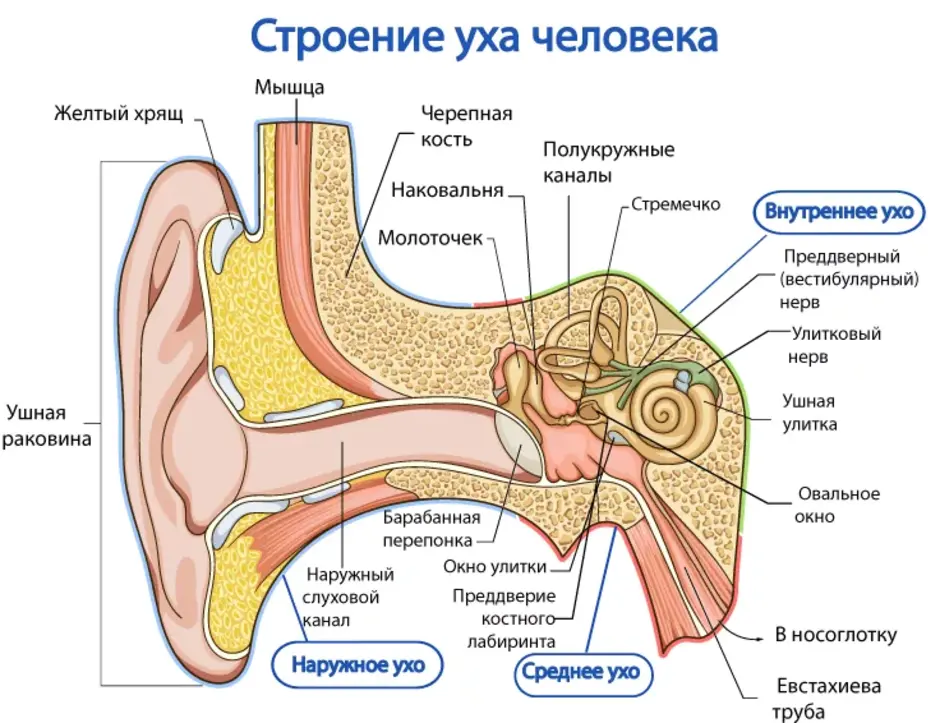 Строение уха нарисовать