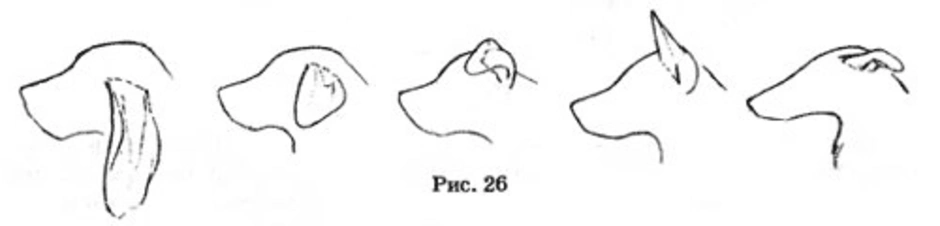 Как рисовать уши собаки
