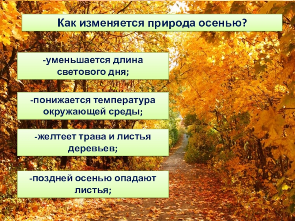 Изменения природы осенью 5 класс. Осенние изменения в природе. Изменения в природе осенью. Изменения растений осенью. Жизнь растений осенью.