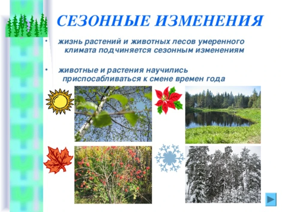 Сезонные изменения примеры 5 класс. Сезонные изменения растений и животных. Сезонные изменеиярастений. Сезонные изменения растений в природе. Сезонные изменения в жизни растений.