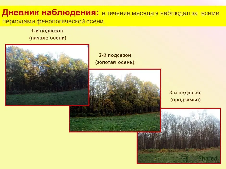 Фенологический дневник 5 класс образец по географии