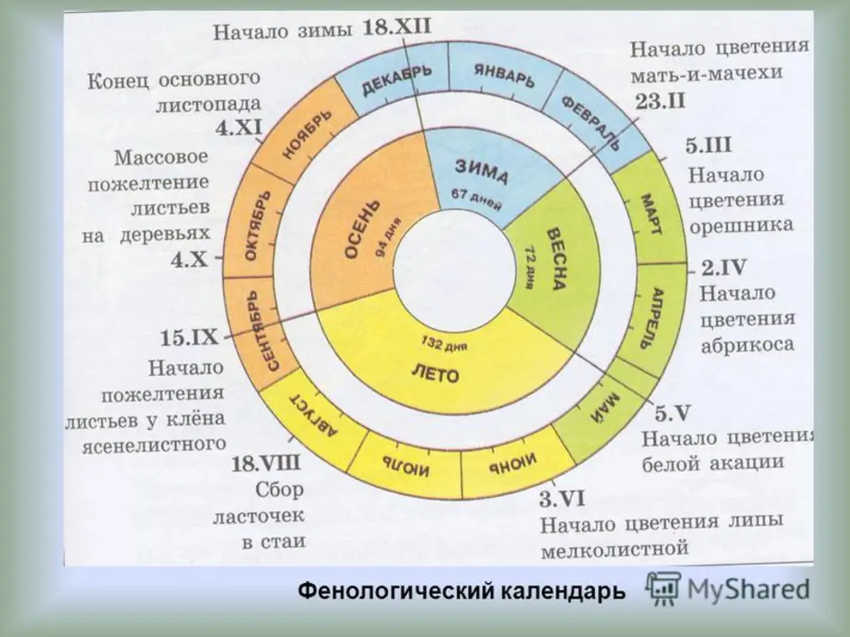 Наблюдение окончание. Фенологический календарь. Составление фенологического календаря. Фенологический календарь растений. Фенологический календарь природы для детского сада.