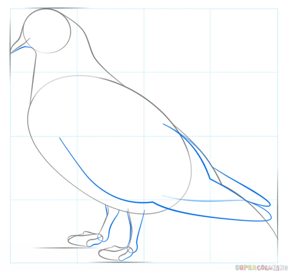 Рисунок голубя поэтапно карандашом легко