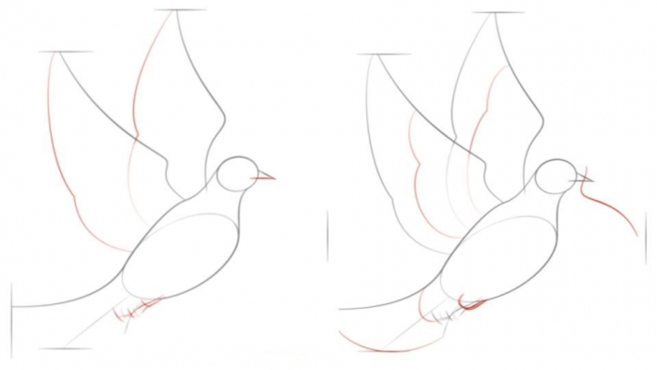 Как рисовать голубя пошагово
