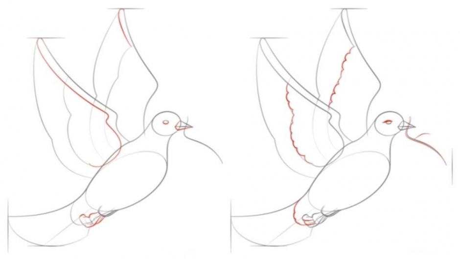 Как рисовать голубя легко
