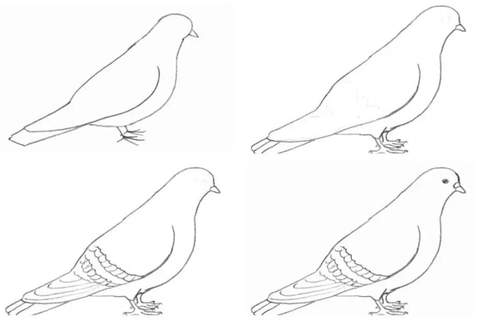 Как правильно нарисовать голубя карандашом поэтапно