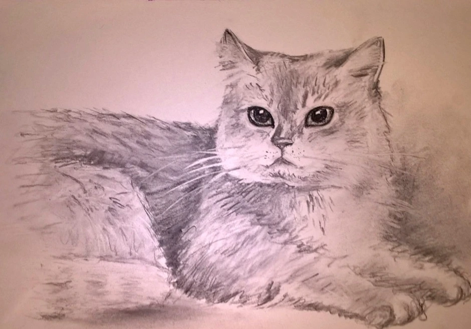 Фото рисунка кошки. Кот карандашом. Нарисовать кошку. Кошка рисунок. Кот для срисовки карандашом.