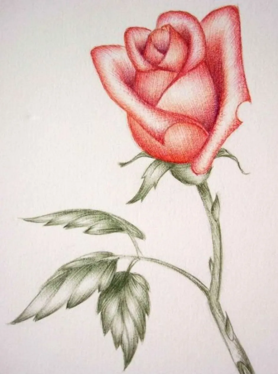 Покажите красивые рисунки рисовать. Цветы карандашом. Цветы цветными карандашами легкие. Цветы для рисования.