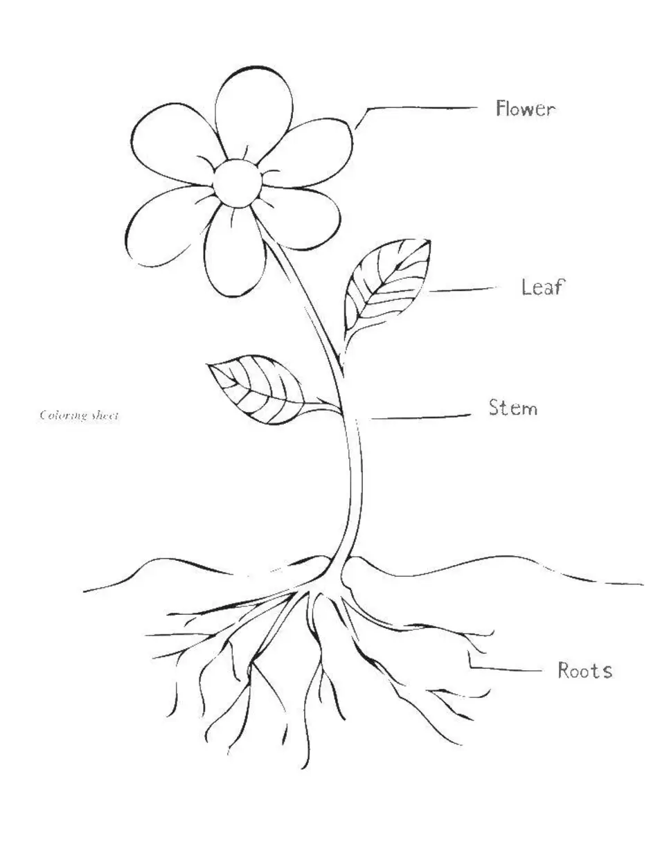 Строение растения схема для детей
