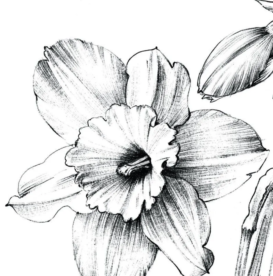 Рисунок цветов простым карандашом. Скетчинг нарциссы. Нарцисс Ботанический скетч. Наброски карандашом цветы. Нарцисс эскиз.