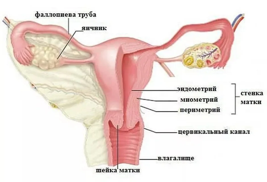 Где находится цервикальный канал у женщин рисунок и что это