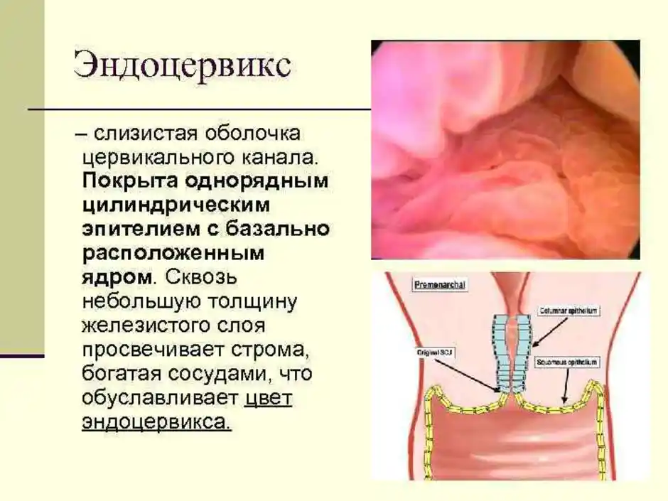 Где находится цервикальный канал у женщин рисунок и что это