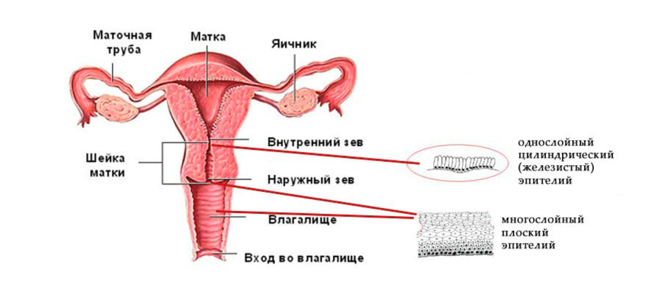 Цервикальный канал у женщин где находится и что это такое рисунок