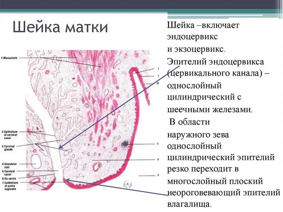 Где находится цервикальный канал у женщин рисунок и что это