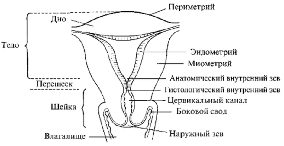 Цервикальный канал что это. Анатомия матки цервикальный канал. Цервикальный канал и маточный зев. Шейка матки и цервикальный канал анатомия. Схема матки и цервикального канала.