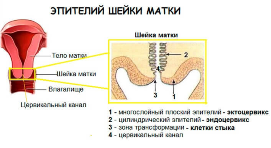 Цервикальный канал у женщин где находится и что это такое рисунок