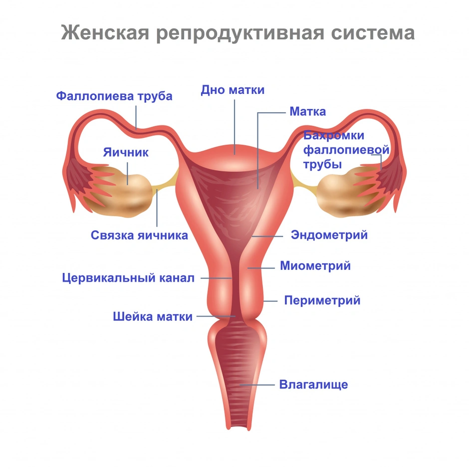 Репродуктивная система женщин картинки