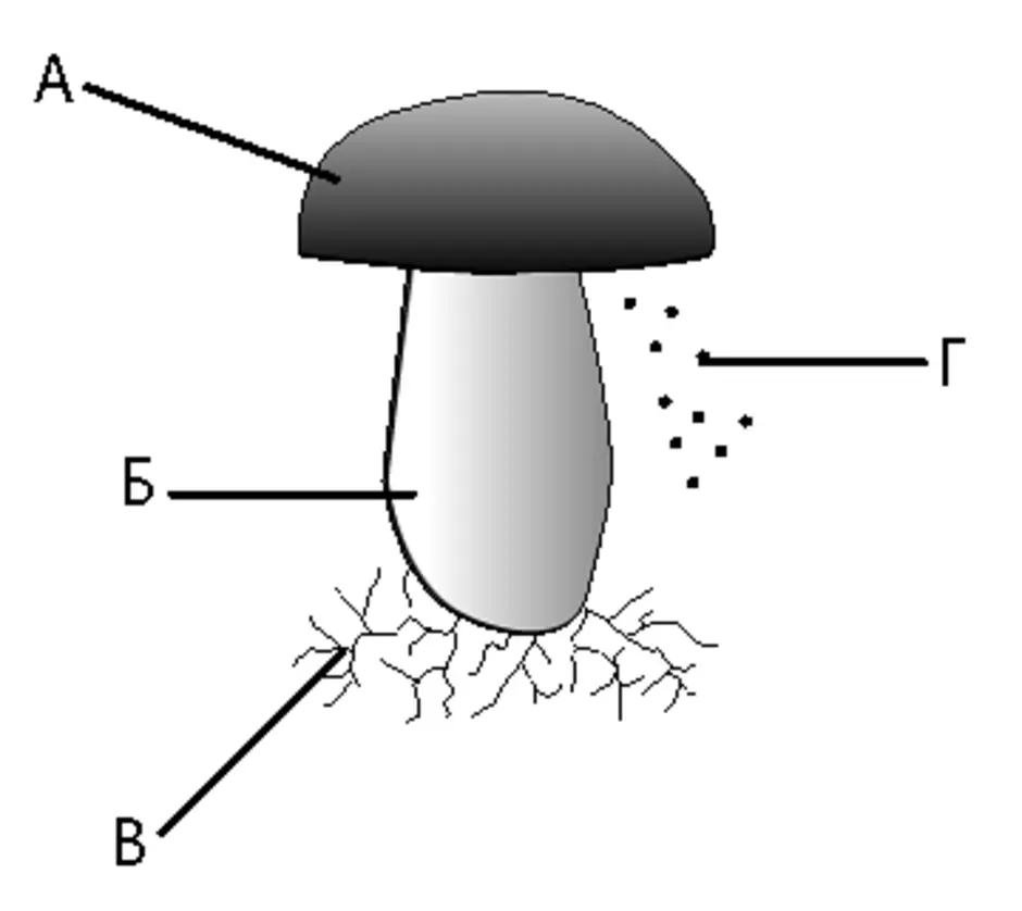 Части гриба. Рисунок шляпочного гриба без подписей. Строение шляпочного гриба без подписей. Нарисовать строение шляпочного гриба. Схема строения гриба без подписей.