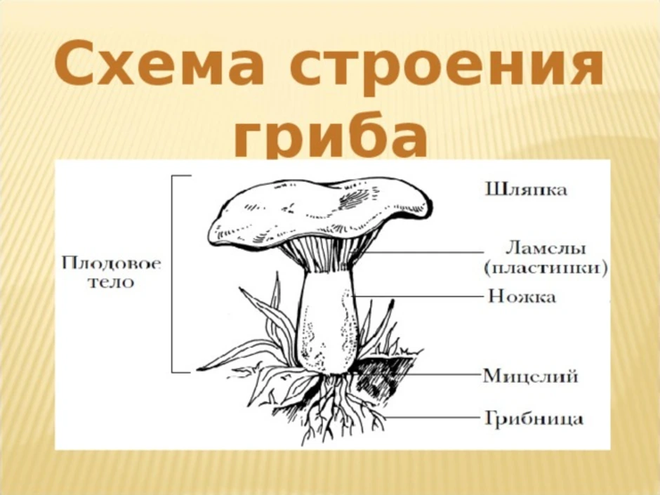 Рисунок гриба по биологии 5 класс