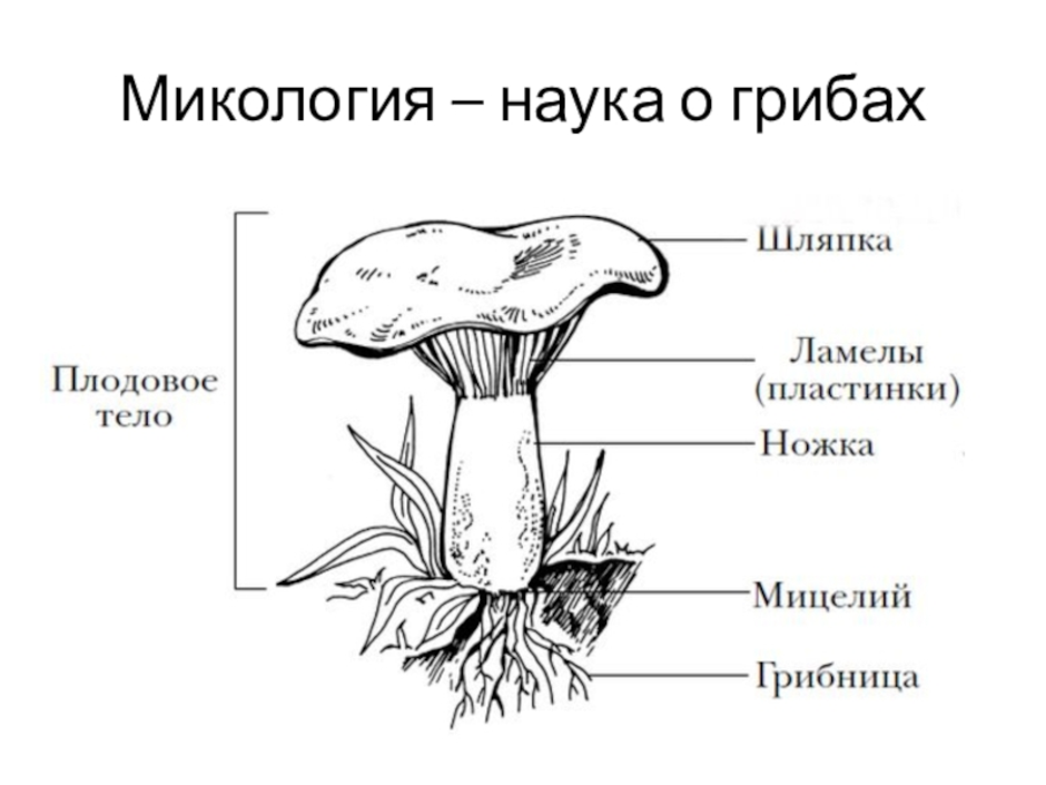 Подпишите на рисунке основные части гриба