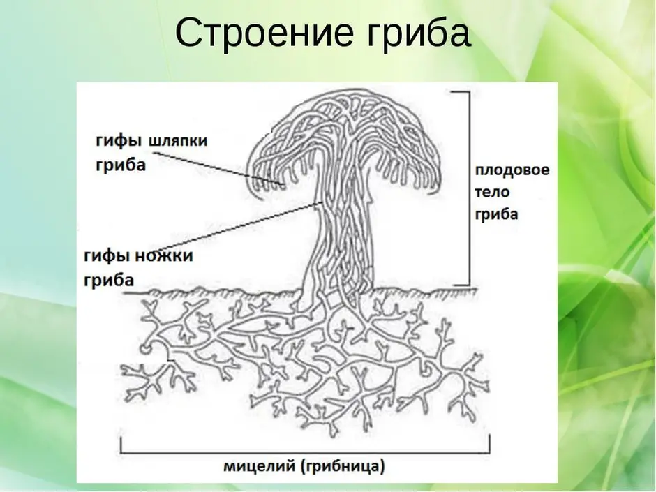 Строение шляпочного гриба рисунок