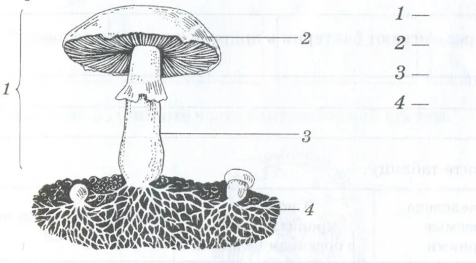 Экспериментатор поместил кусочек плодового тела. Строение шляпочного гриба строение. Строение многоклеточного гриба. Строение шляпки гриба.