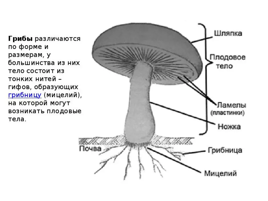 Строение гриба состоит из