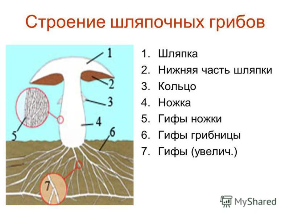 Строение шляпочного гриба рисунок