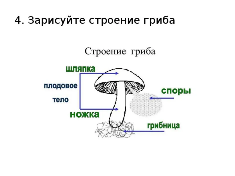 Строение гриба 10 класс