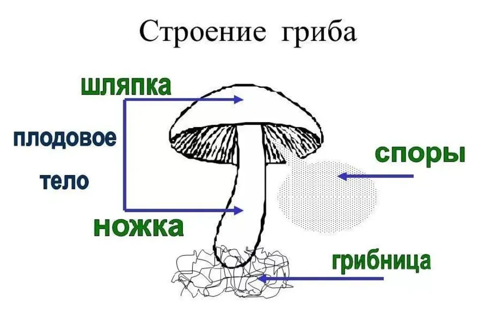 Из чего состоит белый гриб. Рисунок схема шляпочного гриба. Схема строения шляпочного гриба. Строение шляпочного гриба рисунок. Грибы строение шляпочных грибов.