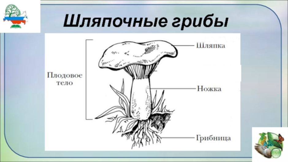 Подпишите на рисунке основные части гриба