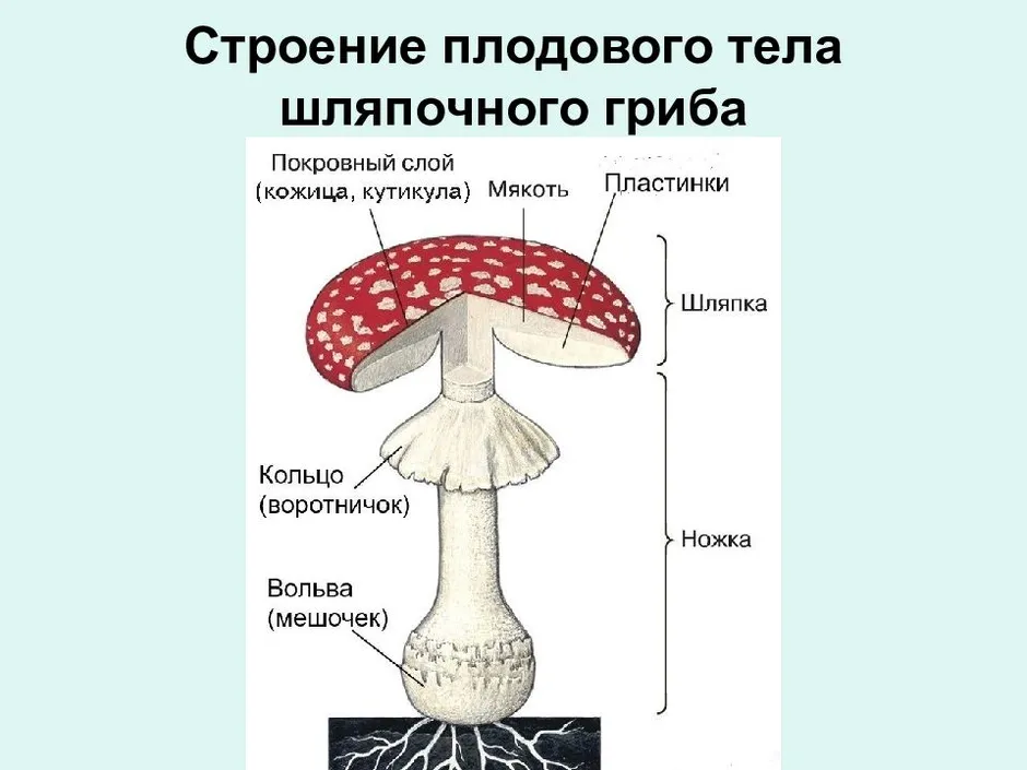 Части гриба рисунок