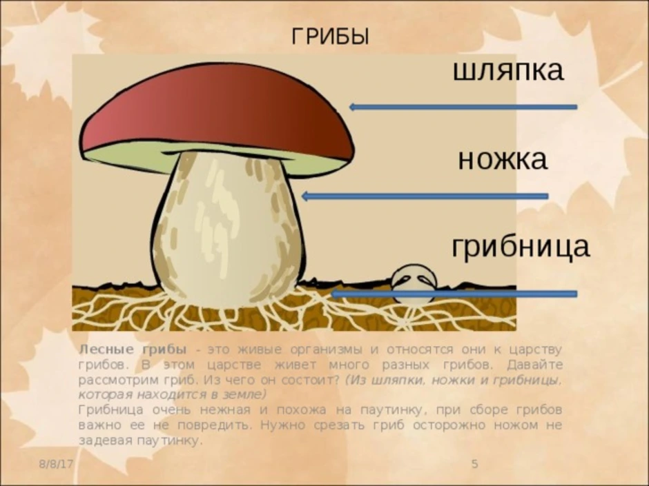 Из чего состоит белый гриб. Строение шляпки шляпочных грибов. Гриб строение шляпочного гриба. Строение шляпочного гриба описание. Гриб строение грибница шляпка ножка.