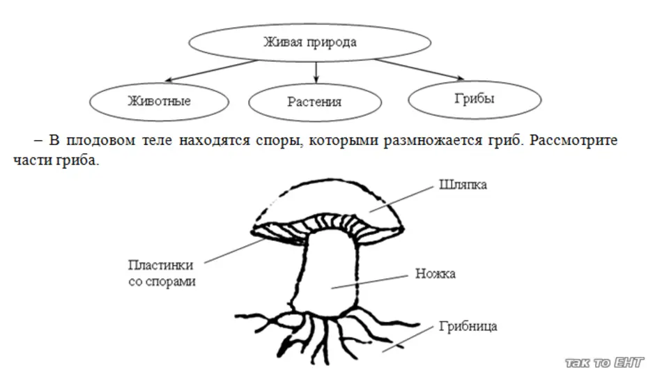 У подосиновика образуется плодовое тело. Строение шляпочного гриба рисунок. Схема строения шляпочного гриба. Схема грибницы опят. Грибы части шляпочного гриба.