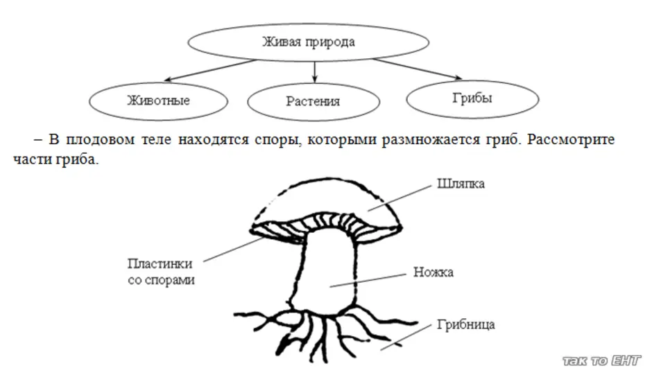 Подпиши рисунок схему. Схема шляпочного гриба 3 класс. Нарисуй схему строения гриба. Грибница опенка схема.