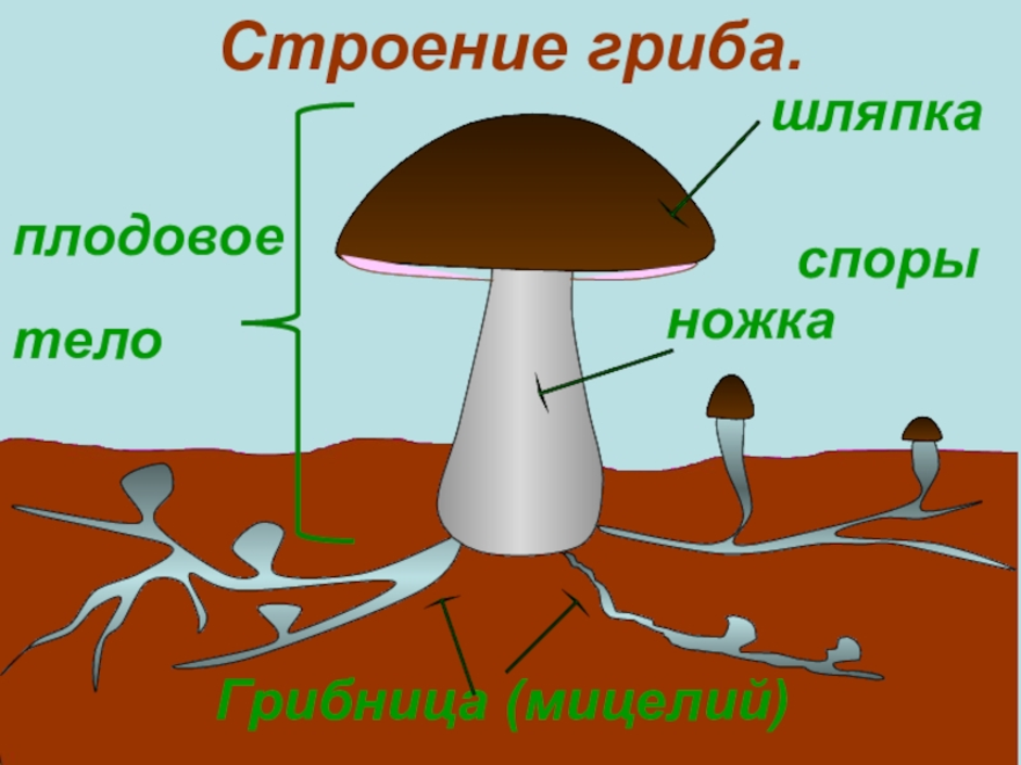 Какой цифрой на рисунке гриба обозначено плодовое тело