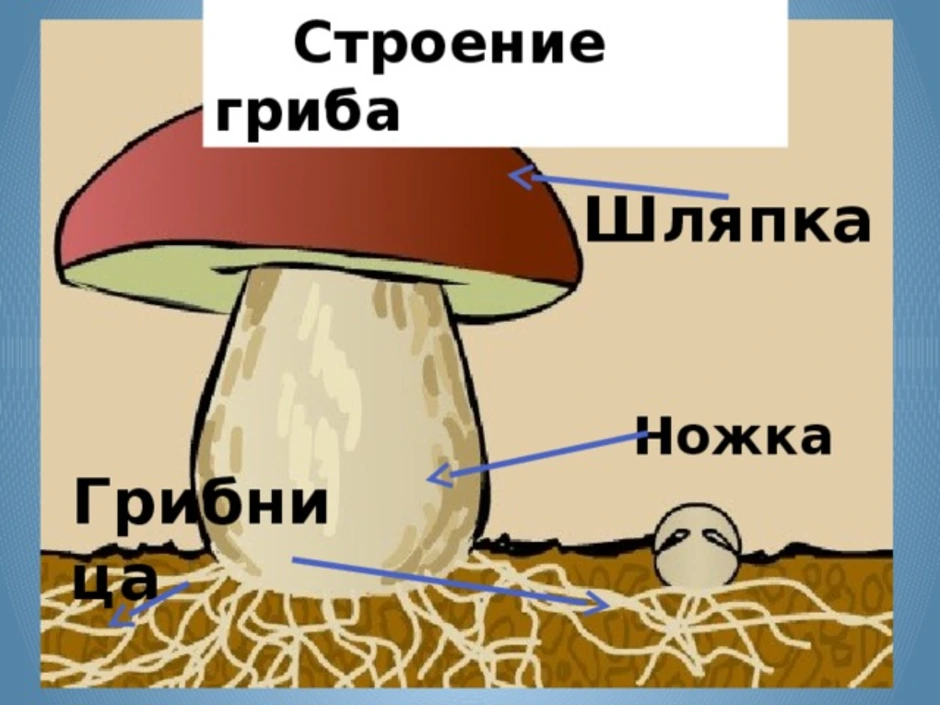 Части гриба 3 класс. Строение грибов для детей. Строение гриба – шляпка и ножка..