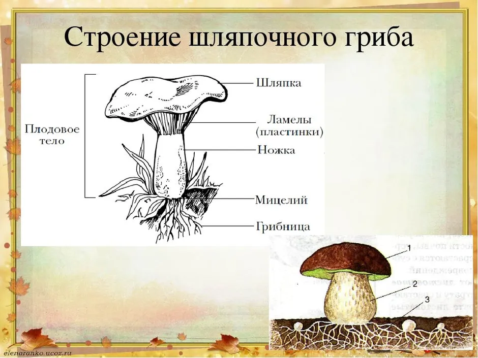 Строение шляпочного гриба картинка