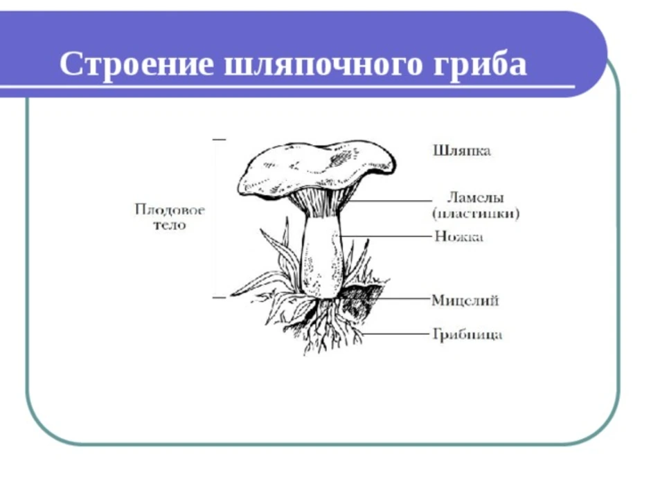 Гриб составляющие. Строение шляпочного гриба грибов. Строение грибницы шляпочных грибов. Какого строение шляпочного гриба. Строение гриба Лисичка.